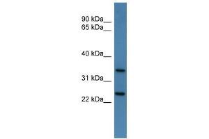 Clns1a antibody used at 0.