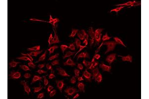 ABIN6275304 staining HepG2 by IF/ICC. (Neuromedin U 抗体  (C-Term))