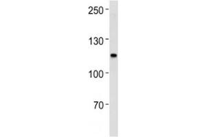 Western Blotting (WB) image for anti-Mismatch Repair Protein 2 (MSH2) (AA 637-665) antibody (ABIN3031883)