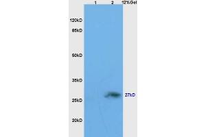 L1 mouse embryo lysates L2 mouse brain lysates probed with Anti Neurotrophin 4/NT-4/NT-5 Polyclonal Antibody, Unconjugated (ABIN725615) at 1:200 overnight at 4 °C. (Neurotrophin 4 抗体  (AA 121-210))