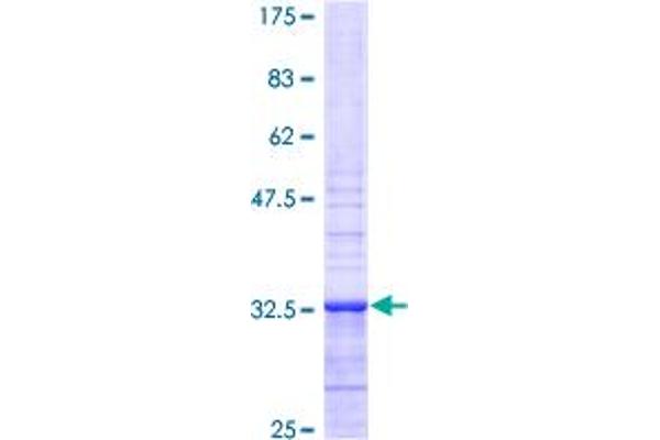 Apelin Protein (APLN) (AA 1-77) (GST tag)