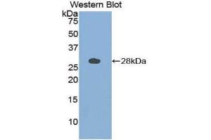 Western Blotting (WB) image for anti-Cathepsin S (CTSS) (AA 115-331) antibody (ABIN1858559) (Cathepsin S 抗体  (AA 115-331))