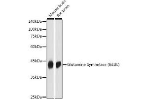 Western blot analysis of extracts of various cell lines, using Glutamine Synthetase (GLUL) antibody (ABIN6130425, ABIN6141161, ABIN6141162 and ABIN7101772) at 1:1000 dilution. (GLUL 抗体  (AA 1-373))