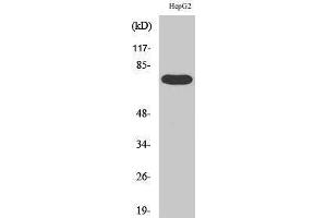 Western Blotting (WB) image for anti-FAST Kinase Domains 3 (FASTKD3) (Internal Region) antibody (ABIN3184599) (FASTKD3 抗体  (Internal Region))