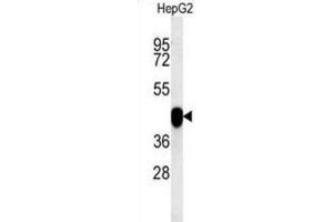 Western Blotting (WB) image for anti-Paraoxonase 2 (PON2) antibody (ABIN3002432) (PON2 抗体)