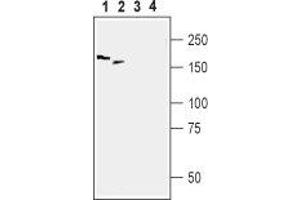 Western blot analysis of rat DRG (lanes 1 and 3) and mouse brain (lanes 2 and 4) lysates: - 1,2. (Periaxin 抗体  (Intracellular, N-Term))