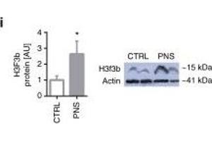 MiR-340 exerts its effects through targeting of GR, Cry2, and H3f3b. (Histone H3.3B 抗体  (full length))