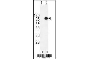 Western blot analysis of MUC20 using rabbit polyclonal MUC20 Antibody using 293 cell lysates (2 ug/lane) either nontransfected (Lane 1) or transiently transfected with the MUC20 gene (Lane 2). (MUC20 抗体  (N-Term))
