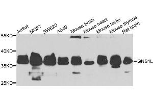 Western blot analysis of extracts of various cells, using GNB1L antibody.