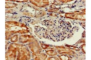 Immunohistochemistry of paraffin-embedded human kidney tissue using ABIN7164288 at dilution of 1:100 (Cathepsin H 抗体  (AA 116-219))