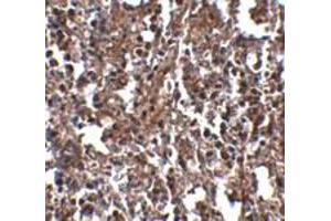 Immunohistochemical staining of mouse spleen tissue with 2. (Klra2 抗体  (C-Term))