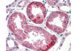 Anti-SURF4 antibody IHC of human kidney. (Surfeit 4 抗体  (N-Term))