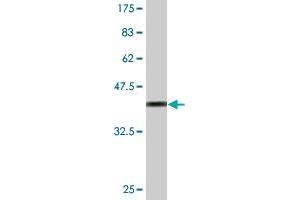 Western Blot detection against Immunogen (36. (HOXB5 抗体  (AA 170-267))