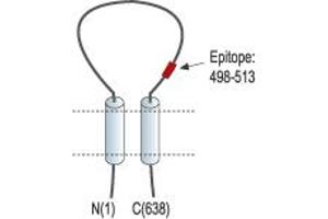 Representative domain view of the target of ABIN7885406.