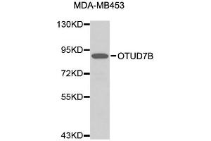 Western blot analysis of extracts of MDA-MB-453 cells, using OTUD7B antibody (ABIN1874012). (OTUD7B 抗体)