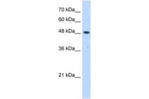 Western Blotting (WB) image for anti-ERGIC and Golgi 3 (ERGIC3) antibody (ABIN2463050) (ERGIC3 抗体)