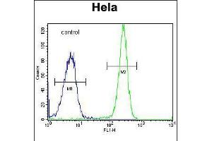 Flow cytometric analysis of Hela cells (right histogram) compared to a negative control cell (left histogram). (HYAL2 抗体  (C-Term))