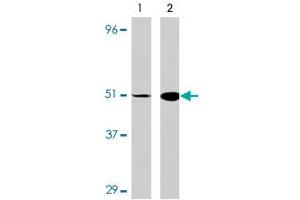 Western blot analysis of IRF7 in 293 cell lysate with IRF7 polyclonal antibody at (A) 0. (IRF7 抗体  (C-Term))