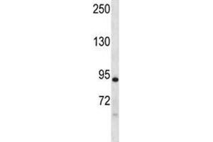 Dclk1 antibody western blot analysis in mouse liver tissue lysate. (DCLK1 抗体  (AA 153-181))