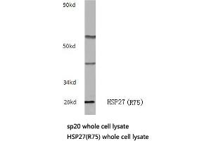 Western blot (WB) analysis of HSP27 antibody in extracts from sp20 cells. (HSP27 抗体)
