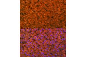 Immunofluorescence analysis of rat liver using RBP4 Rabbit mAb (ABIN7269951) at dilution of 1:100 (40x lens). (RBP4 抗体)