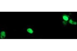 Image no. 10 for anti-Polymerase (RNA) III (DNA Directed) Polypeptide C (62kD) (POLR3C) antibody (ABIN1500340) (POLR3C 抗体)