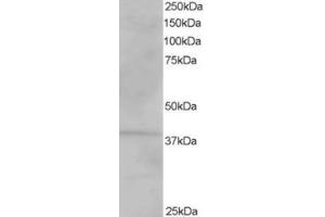 Western Blotting (WB) image for anti-Vacuolar Protein Sorting-Associated Protein 26A (VPS26A) (C-Term) antibody (ABIN2466437) (VPS26A 抗体  (C-Term))