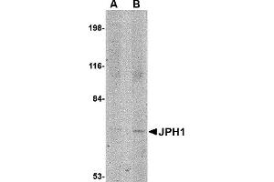 Western Blotting (WB) image for anti-Junctophilin 1 (JPH1) (C-Term) antibody (ABIN1030458) (Junctophilin 1 抗体  (C-Term))