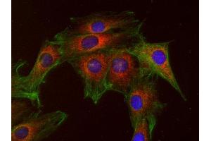 Indirect immunostaining of mouse 3T3 fibroblasts with anti-GOSR1 (dilution 1 : 100; red) and mouse anti-α-tubulin (ABIN1742547, dilution 1 : 500; green). (GS28 抗体  (AA 2-155))