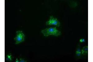 Anti-FRK mouse monoclonal antibody (ABIN2453819) immunofluorescent staining of COS7 cells transiently transfected by pCMV6-ENTRY FRK (RC204460). (FRK 抗体)
