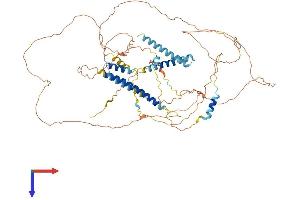 CNST Protein (AA 1-711) (His tag)
