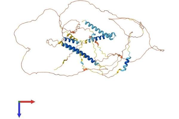 CNST Protein (AA 1-711) (His tag)