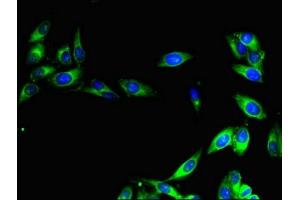 Immunofluorescent analysis of Hela cells using ABIN7147222 at dilution of 1:100 and Alexa Fluor 488-congugated AffiniPure Goat Anti-Rabbit IgG(H+L) (CISD2 抗体  (AA 61-135))