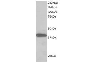 Image no. 1 for anti-Protein Phosphatase 1, Regulatory Subunit 8 (PPP1R8) (C-Term) antibody (ABIN374344) (PPP1R8 抗体  (C-Term))