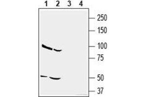 Western blot analysis of human U-87 MG glioblastoma cell line lysate (lanes 1 and 3) and human MDA-MB-231 breast adenocarcinoma cell line lysate (lanes 2 and 4): - 1,2. (CD73 抗体  (Extracellular, N-Term))