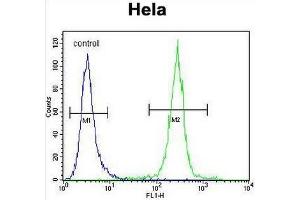 COCH Antibody (Center) flow cytometric analysis of Hela cells (right histogram) compared to a negative control cell (left histogram). (COCH 抗体  (Middle Region))
