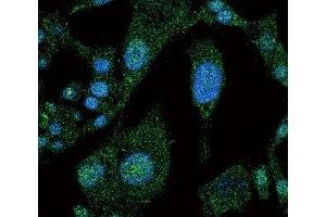 Confocal immunofluorescent analysis of NOTCH3 antibody with HepG2 cells followed by Alexa Fluor 488-conjugated goat anti-rabbit lgG (green). (NOTCH3 抗体  (AA 2291-2321))
