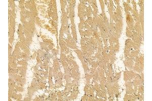 SEPN1 Mouse Monoclonal Antibody at 1/100 staining rat heart tissue by IHC-P. (SEPN1 抗体)