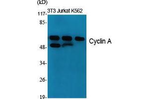 Western Blot (WB) analysis of specific cells using Cyclin A Polyclonal Antibody. (Cyclin A 抗体  (Internal Region))