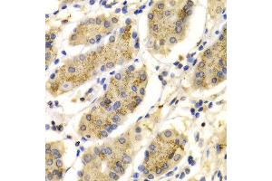 Immunohistochemistry of paraffin-embedded Human gastric using PRG2 antibody at dilution of 1:100 (x400 lens). (PRG2 抗体  (AA 17-222))