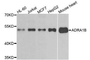 Western blot analysis of extracts of various cell lines, using ADRA1B antibody. (ADRA1B 抗体)