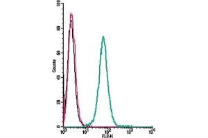 Cell surface detection of GPR91 by direct flow cytometry in live intact human  monocytic leukemia cells: + Rabbit IgG isotype control-PE. (SUCNR1 抗体  (Extracellular) (PE))