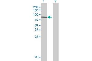 Lane 1: ARNTL transfected lysate ( 68.