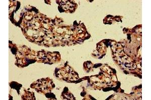 Immunohistochemistry of paraffin-embedded human placenta tissue using ABIN7154198 at dilution of 1:100 (PAEP 抗体  (AA 19-180))