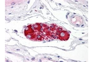 Human Small Intestine, Submucosal Plexus: Formalin-Fixed, Paraffin-Embedded (FFPE) (RAD51AP1 抗体)