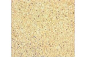 Immunohistochemistry of paraffin-embedded human adrenal gland tissue using ABIN7165861 at dilution of 1:100 (NIPSNAP3B 抗体  (AA 1-247))