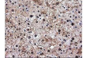Image no. 6 for anti-Aminoacylase 1 (ACY1) antibody (ABIN1496452)