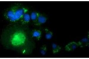Immunofluorescence (IF) image for anti-Syntrophin, alpha 1 (Dystrophin-Associated Protein A1, 59kDa, Acidic Component) (SNTA1) antibody (ABIN2733122)