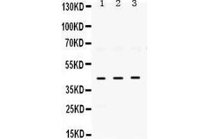 Western Blotting (WB) image for anti-ELAV (Embryonic Lethal, Abnormal Vision, Drosophila)-Like 4 (Hu Antigen D) (ELAVL4) (AA 8-45), (N-Term) antibody (ABIN3043372) (ELAVL4 抗体  (N-Term))