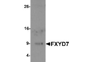 Western blot analysis of FXYD7 in human lung tissue lysate with FXYD7 antibody at 1 µg/mL. (FXYD7 抗体  (N-Term))